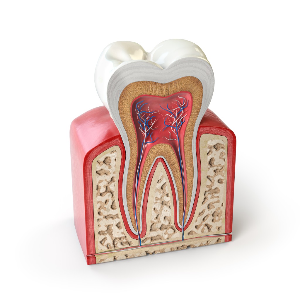 Dental tooth anatomy. Cross section of human tooth isolated on w
